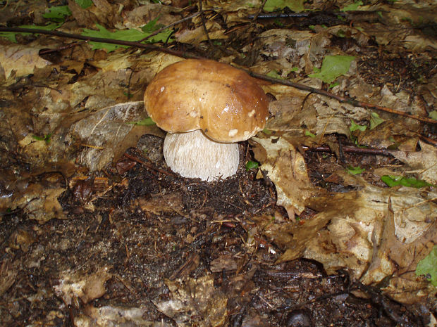 hríb dubový Boletus reticulatus Schaeff.