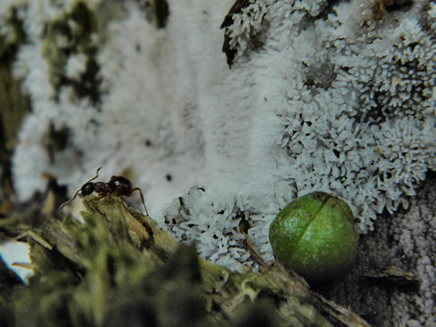 rohačka kríčkovitá Ceratiomyxa fruticulosa var. fruticulosa (O.F. Müll.) T. Macbr