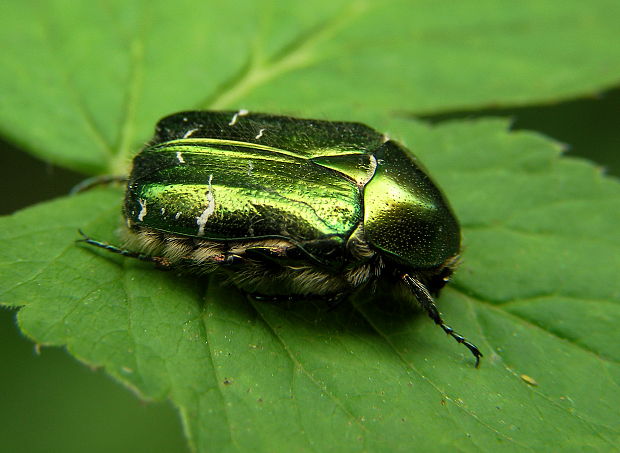 zlatoň  obyčajny Cetonia aurata