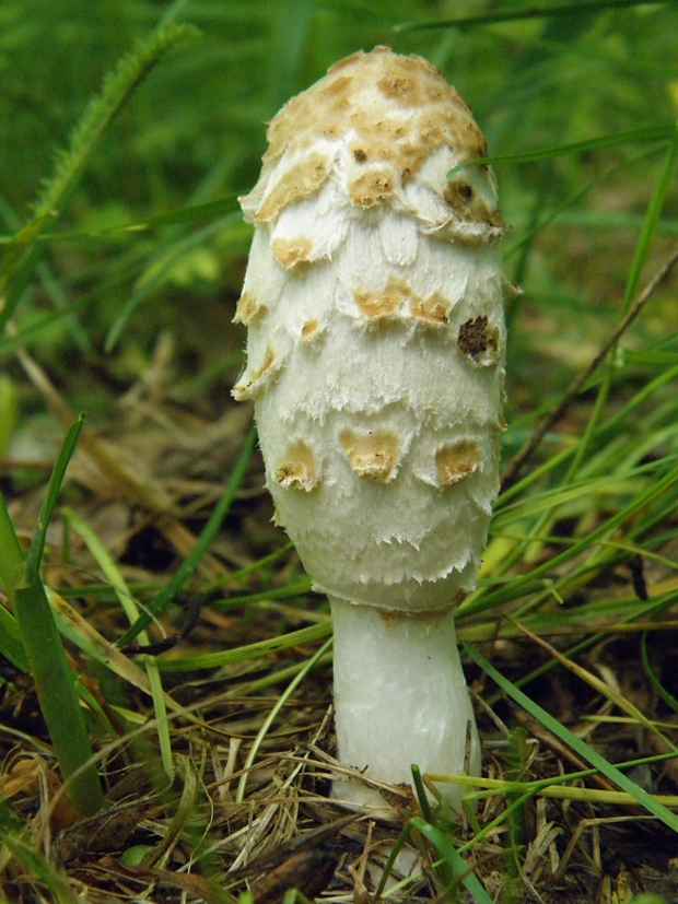 hnojník obyčajný Coprinus comatus (O.F. Müll.) Pers.