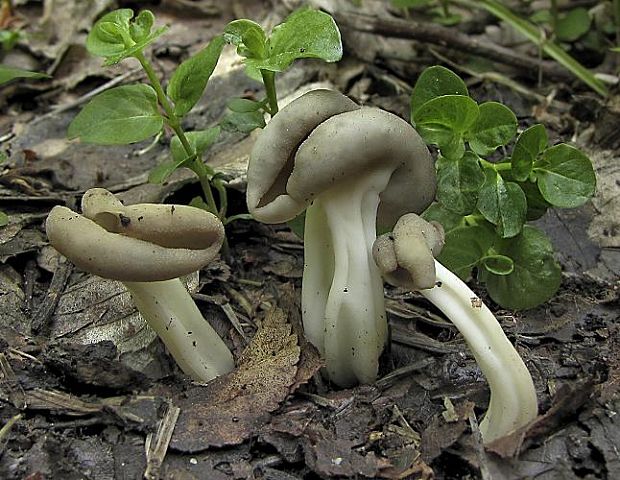 chriapač tmavý Helvella solitaria P. Karst.