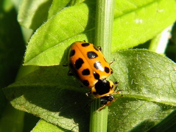 lienka Hippodamia tredecimpunctata