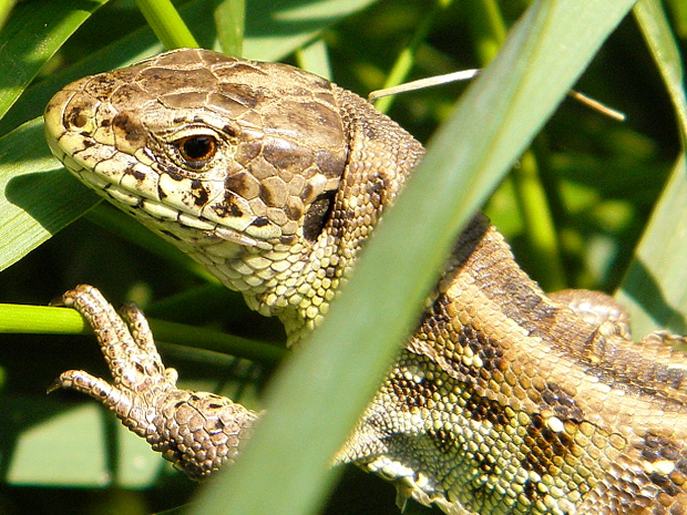 jašterica krátkohlavá  Lacerta agilis