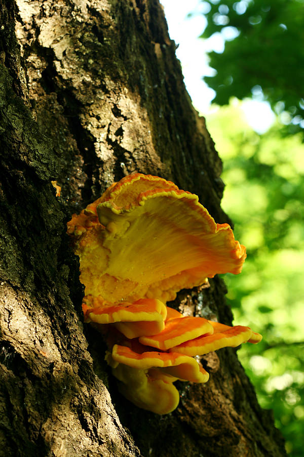 sírovec obyčajný Laetiporus sulphureus (Bull.) Murrill