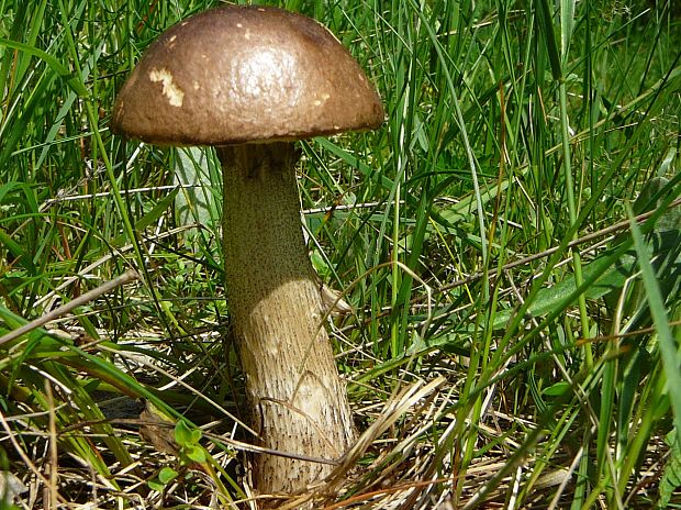 kozák  Leccinum sp.