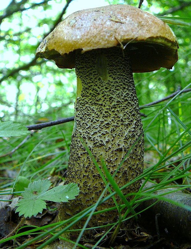 kozák Leccinum sp.