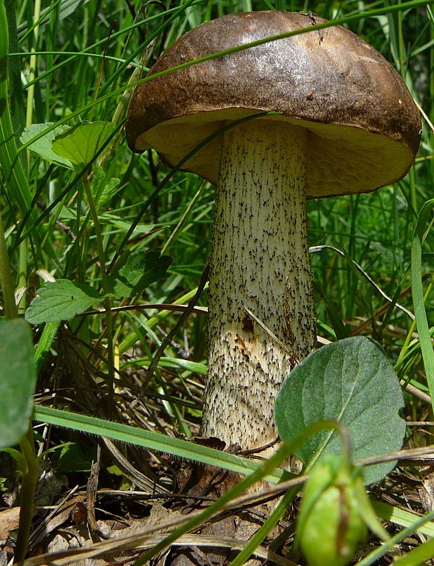 kozák Leccinum sp.