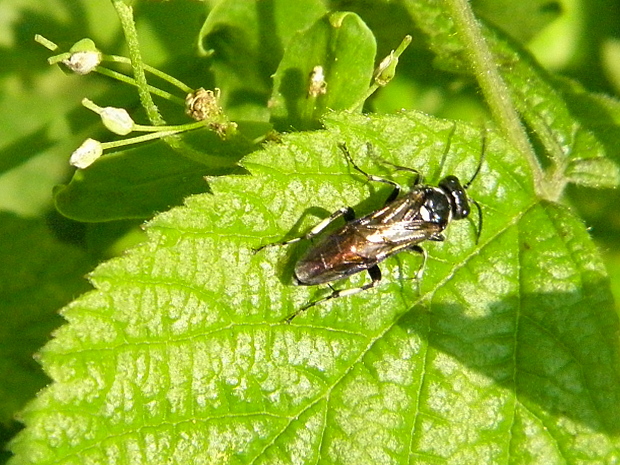 piliarka Macrophya duodecimpunctata