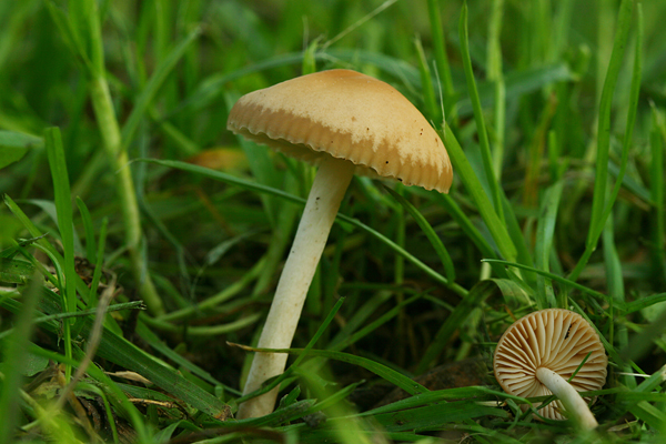 tanečnica poľná Marasmius oreades (Bolton) Fr.