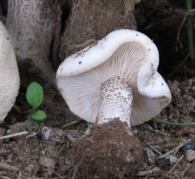 tmavuľka bradavičnatá Melanoleuca verrucipes (Fr.) Singer