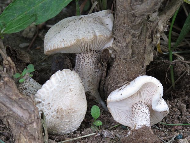 tmavuľka bradavičnatá Melanoleuca verrucipes (Fr.) Singer