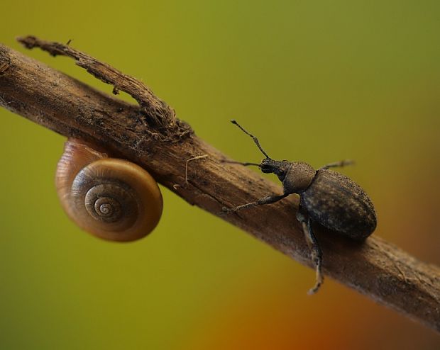 nosánik ,slimak Otiorhynchus raucus