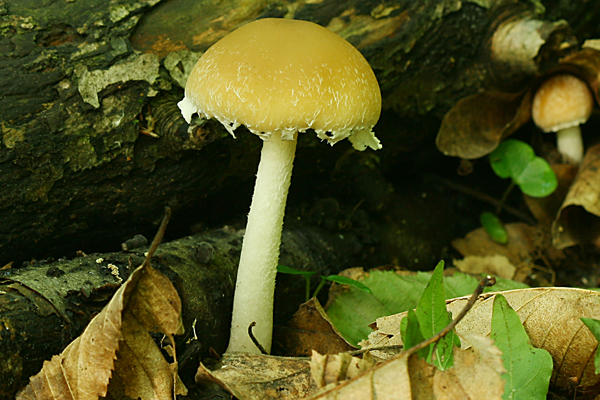 drobuľka vločkatá Psathyrella gossypina (Bull.) A. Pearson & Dennis