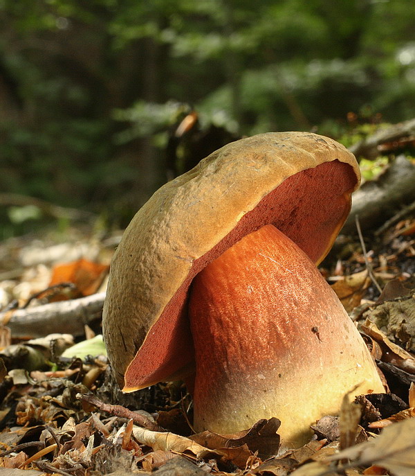 hríb zrnitohlúbikový Sutorius luridiformis (Rostk.) G. Wu & Zhu L. Yang