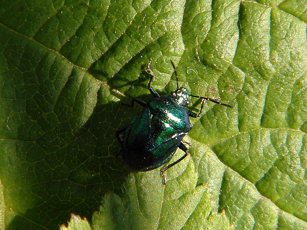 bzdocha kovolesklá Zicrona caerulea Linnaeus, 1758