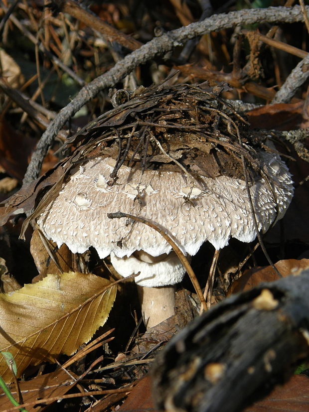 bedľa vysoká  (Macrolepiota procera)