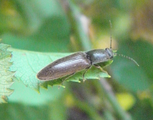 kováčik červenobruchý   Athous haemorrhoidalis