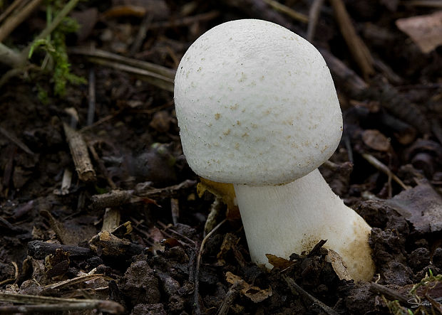 pečiarka Agaricus sp.