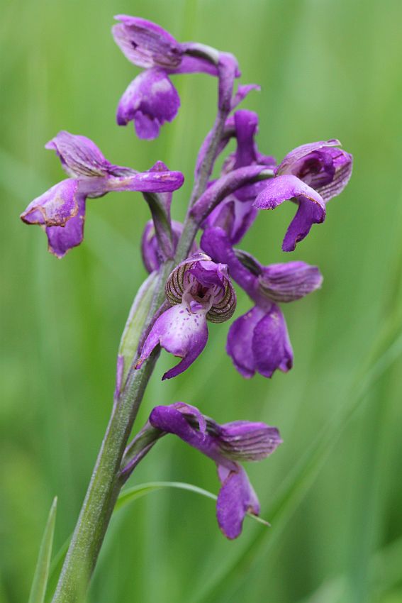 červenohlav obyčajný Anacamptis morio (L.) R. M. Bateman, A. M. Pringeon & M. W. Chase