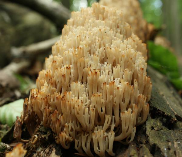 korunovec svietnikovitý Artomyces pyxidatus (Pers.) Jülich