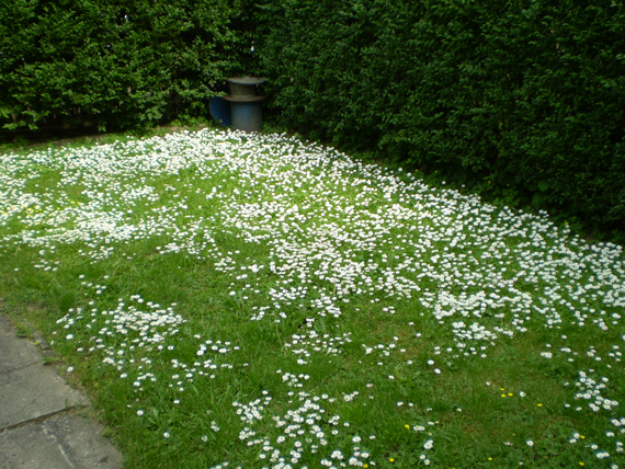 sedmokráska obyčajná Bellis perennis L.