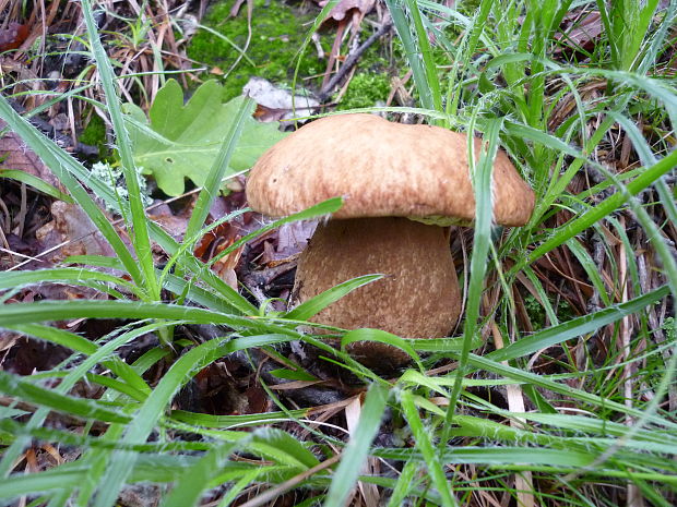 hríb dubový Boletus reticulatus Schaeff.