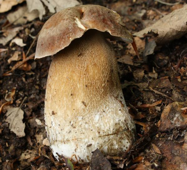 hríb dubový Boletus reticulatus Schaeff.