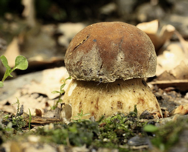 hríb dubový Boletus reticulatus Schaeff.