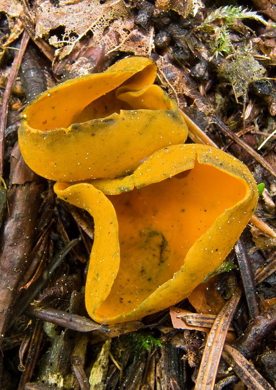 pohárovka ohnivá Caloscypha fulgens (Pers.) Boud.