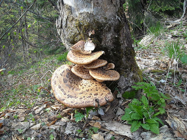 trúdnik šupinatý Cerioporus squamosus (Huds.) Quél.