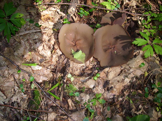 čiaška podvojná  Čiaška podvojná (Peziza phyllogena Cooke 1889) (Pers) Sacc.