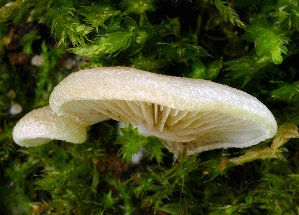 pahliva Crepidotus sp.