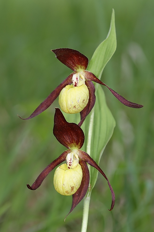 črievičník papučkový Cypripedium calceolus L.