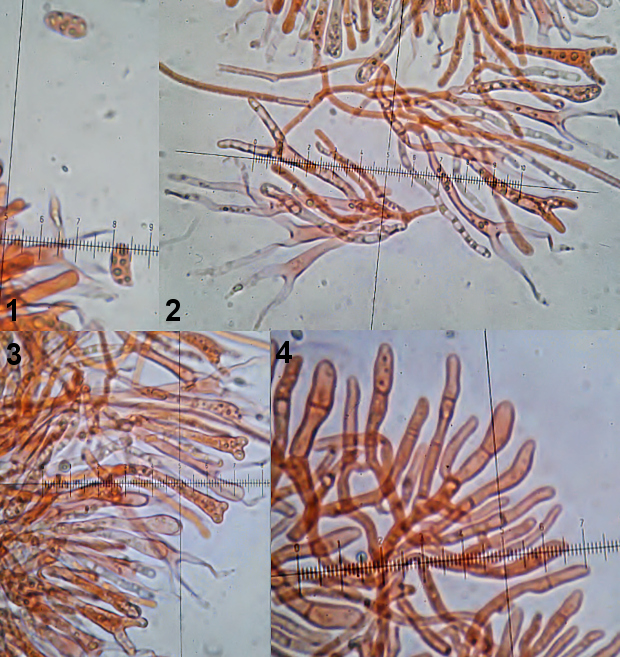 slzovec Dacrymyces capitatus Schwein.