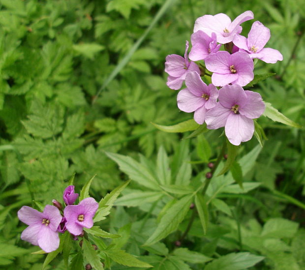 zubačka cibuľkonosná Dentaria bulbifera L.