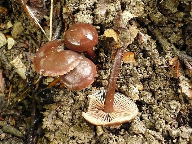 hodvábnica Entoloma sp.