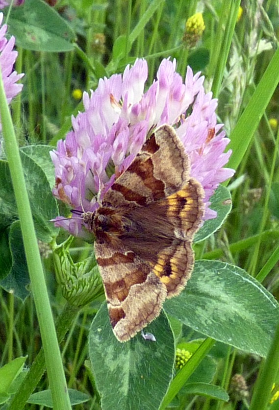 stužkavec hnedý Euclidia gliphica