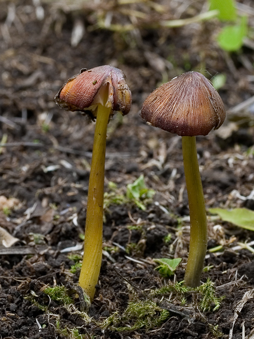 lúčnica kužeľovitá Hygrocybe conica (Schaeff.) P. Kumm.