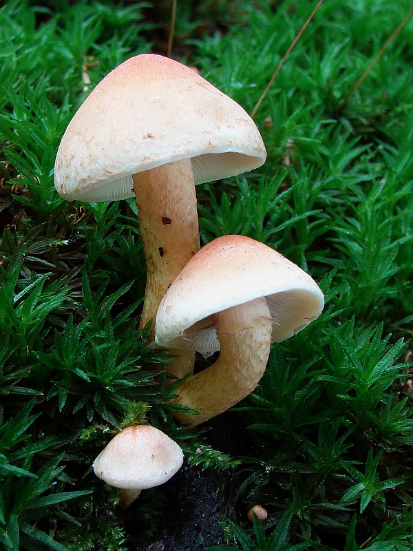 strapcovka tehlovočervená Hypholoma lateritium (Schaeff.) P. Kumm.