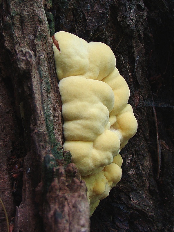 sírovec obyčajný Laetiporus sulphureus (Bull.) Murrill