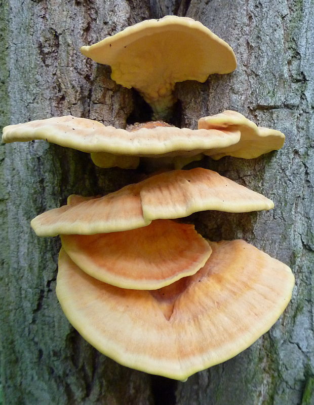 sírovec obyčajný Laetiporus sulphureus (Bull.) Murrill