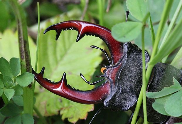 roháč veľký - roháč obecný Lucanus cervus