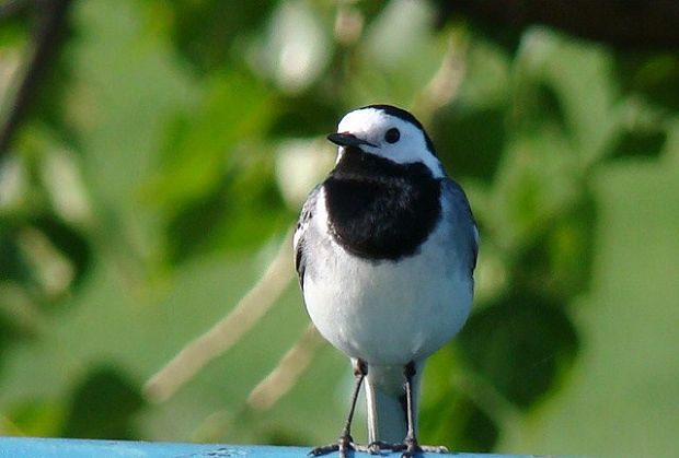 trasochvost biely Motacilla alba