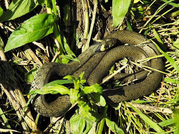 užovka obojková  Natrix natrix