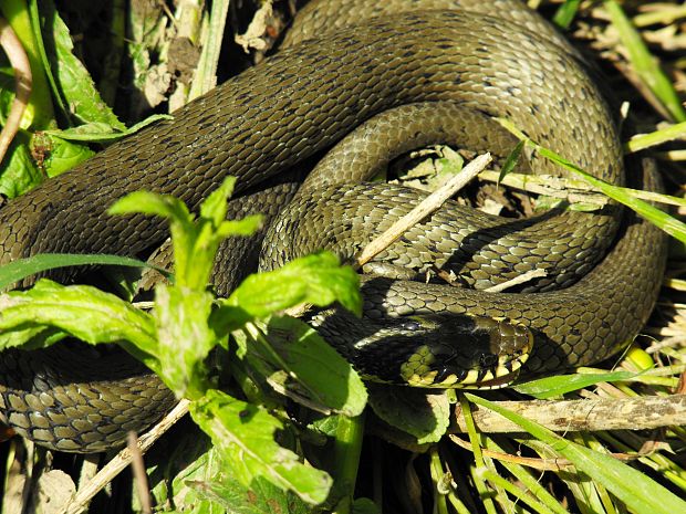 užovka obojková Natrix natrix