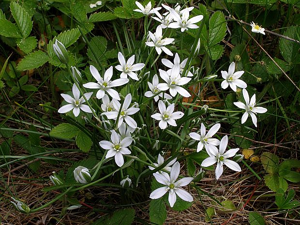 bledavka okolíkatá Ornithogalum umbellatum L