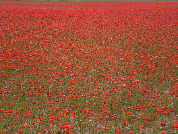 mak vlčí Papaver rhoeas L.