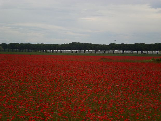 mak vlčí Papaver rhoeas L.