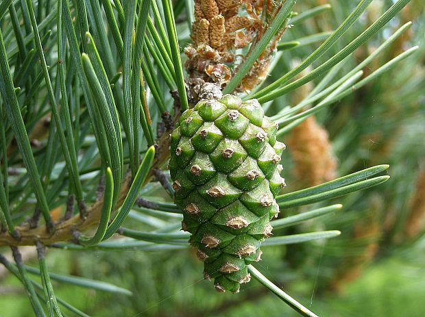 borovica čierna Pinus nigra Arn.