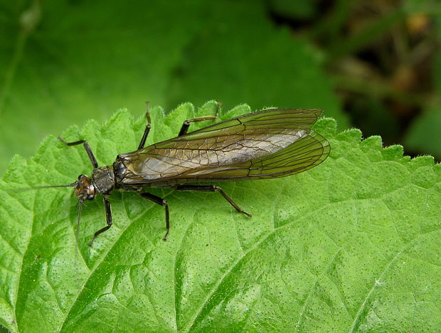 pošvatka Plecoptera sp.